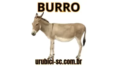 Palpite Jogo do Bicho de Hoje dia 07-09-2024 Noite