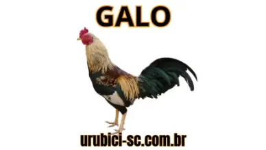 Palpite Jogo do Bicho de Hoje dia 07-09-2024 Tarde