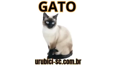 Palpite Jogo do Bicho de Hoje dia 09-09-2024 Noite
