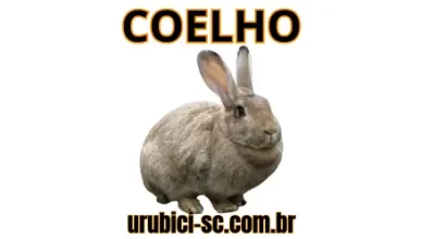 Palpite Jogo do Bicho de Hoje dia 09-09-2024 Tarde