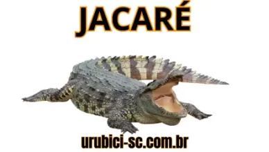 Palpite Jogo do Bicho de Hoje dia 27-09-2024 Noite