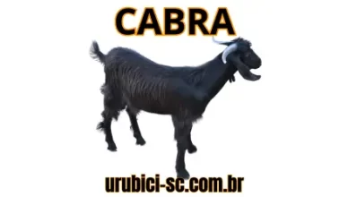 Palpite Jogo do Bicho de Hoje dia 28-09-2024