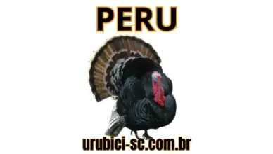 Palpite Jogo do Bicho de Hoje dia 28-09-2024 Noite