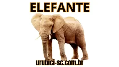 Palpite Jogo do Bicho de Hoje dia 30-09-2024 Tarde