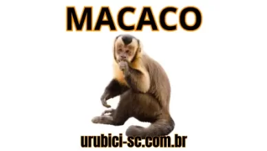 Palpite Jogo do Bicho de Hoje dia 15-10-2024 Tarde